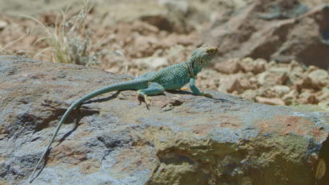 low angle collared lizard onflat blue rock