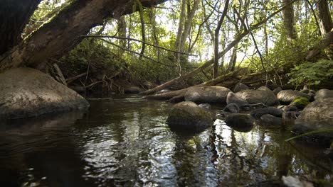 a small trout fish river in autumn colors