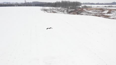 bald eagle flying low over field slomo aerial