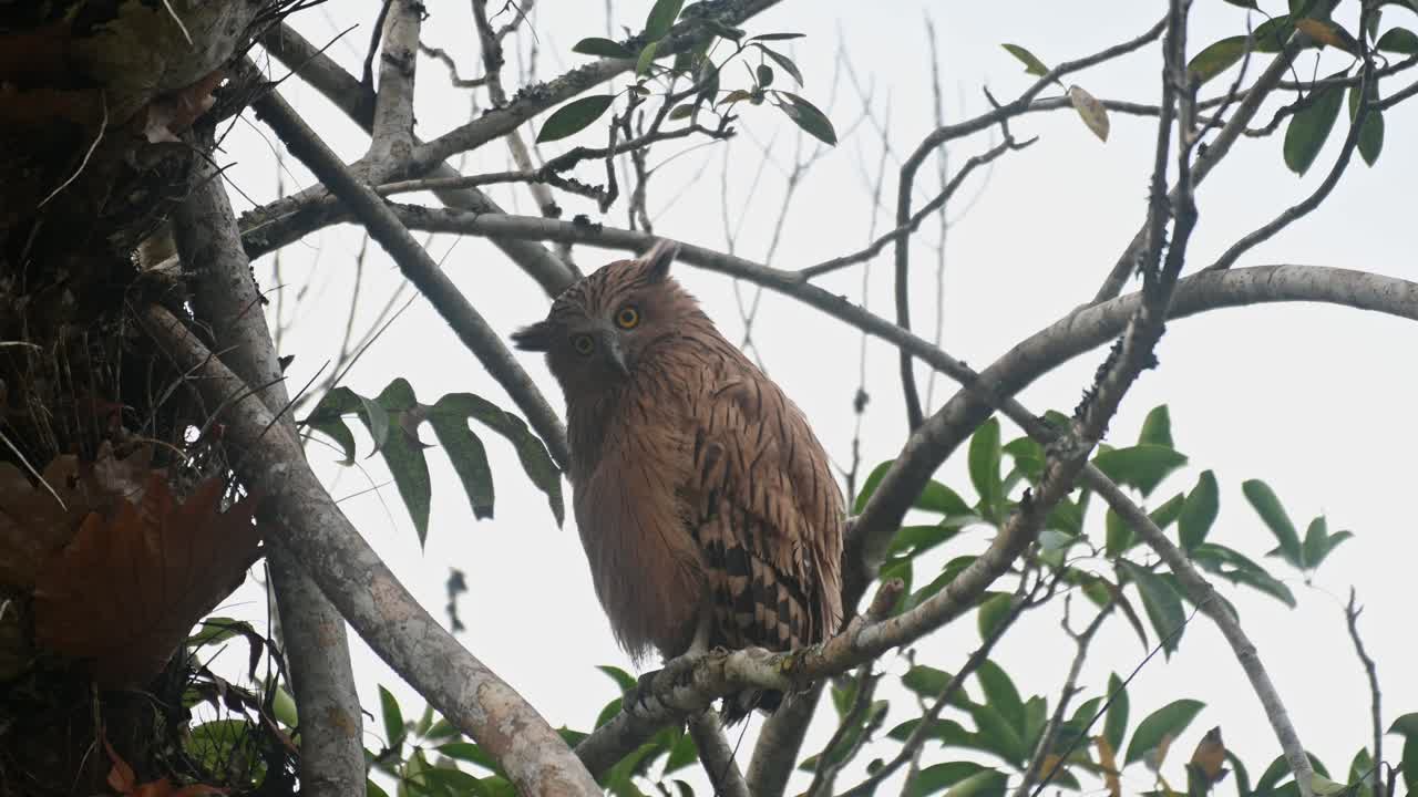 mirando hacia la izquierda mirando hacia abajo y luego gira la cabeza para mirar a la cámara con grandes ojos naranjas, buffy fish owl ketupa ketupu, parque nacional khao yai, tailandia