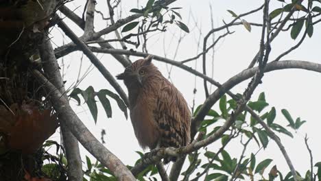 facing to the left looking down and then turns its head to face the camera with wide orange eyes, buffy fish owl ketupa ketupu, khao yai national park, thailand