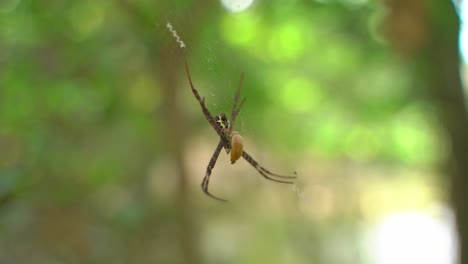 se teje una telaraña en la que se atrapa y come la presa
