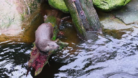 otter climbing on a wet forest log, on a cloudy day - still shot - lutra