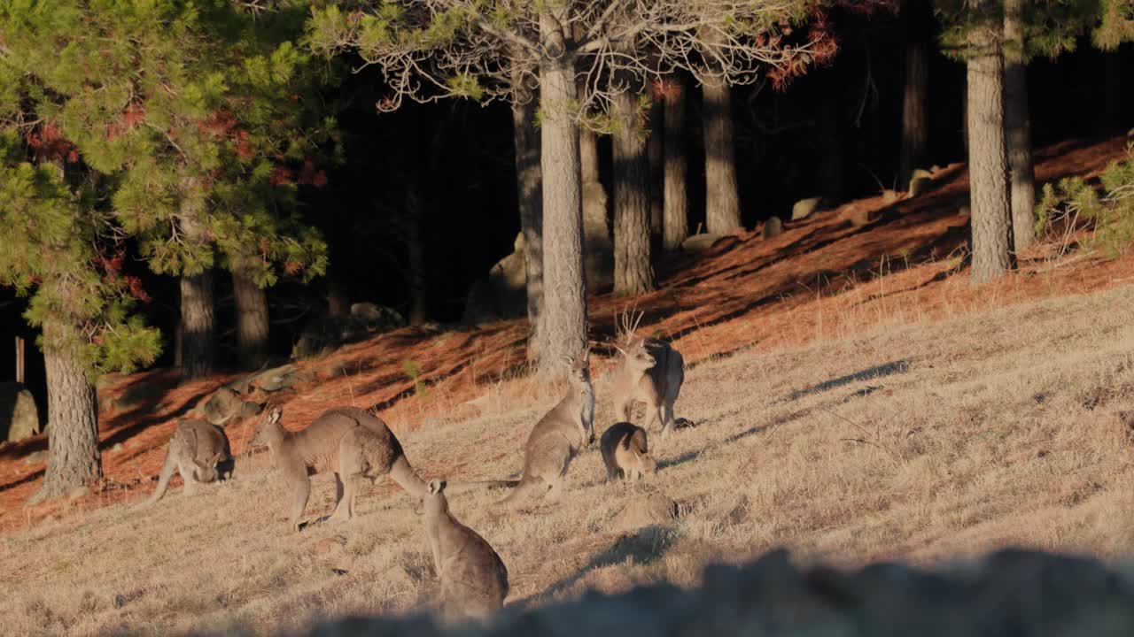 Large and small kangaroos enjoy breakfast in the early light of sunrise in Canberra’s open grassy fields