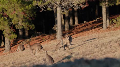 large and small kangaroos enjoy breakfast in the early light of sunrise in canberra’s open grassy fields