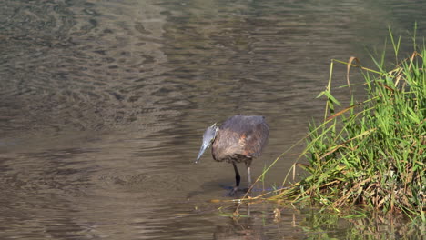 gran garza azul caza peces en un estanque poco profundo cerca de la costa de hierba verde