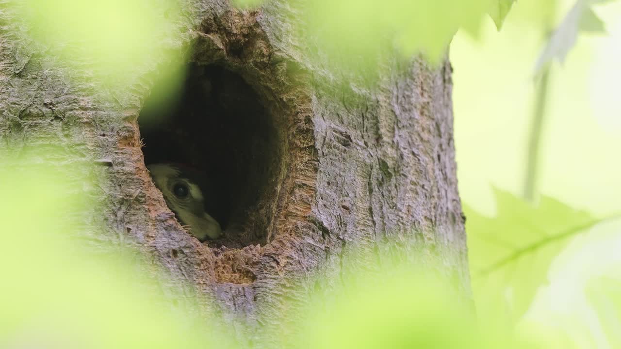 pájaros - gran pájaro carpintero visto en el agujero del nido en el árbol, de cerca