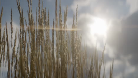 golden wheat field under sunlight