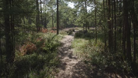 A-tilt-up-shot-captures-a-beautifully-illuminated-forest-path-in-Stilo,-Poland,-flanked-by-lush-woods-on-either-side