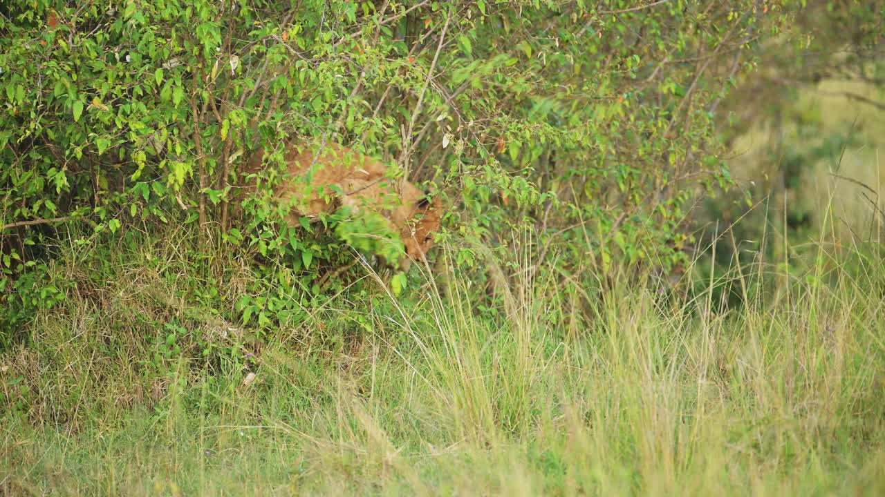 toma en cámara lenta de un león joven que se esconde en los arbustos para refugiarse para camuflarse, en lo profundo de la exuberante naturaleza africana en la reserva nacional de maasai mara, kenia, áfrica animales de safari en la reserva de masai mara north