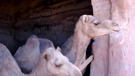 Herd-of-camels-taking-refuge-and-resting-in-a-cool,-shady-cave-in-desert-city-of-Petra-in-Jordan,-Middle-East