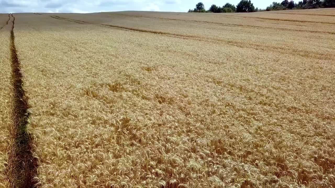 toma aérea del campo de centeno