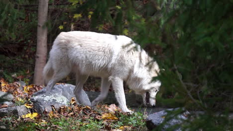 Southern-Rocky-Mountain-Grey-Wolf-Geht-Auf-Einem-Mit-Felsbrocken-Bedeckten-Hügel-Und-Geht-Hinter-Einem-Nadelbaum-Vorbei