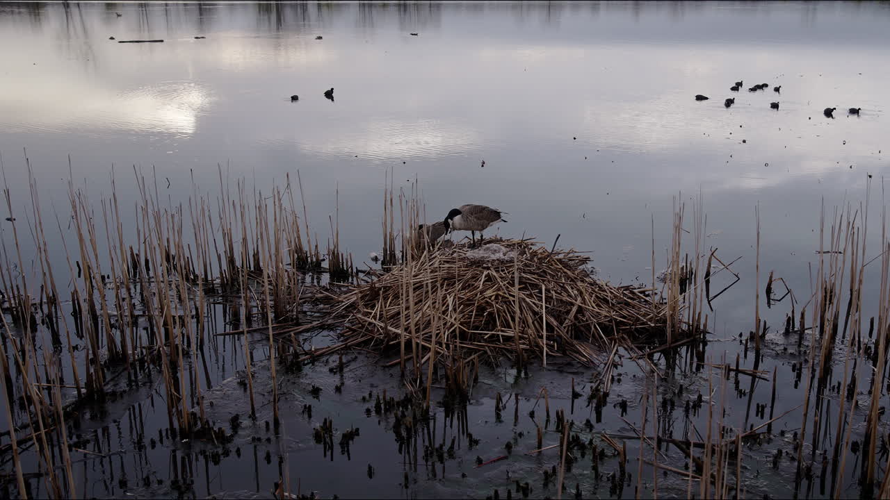 slow motion shot of adult geese reading their nest in winter