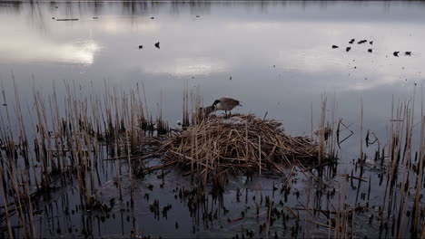 slow motion shot of adult geese reading their nest in winter
