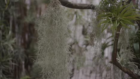 綠色熱帶植物和綠葉在溫室中