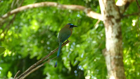 Ein-Motmot-Mit-Blauer-Kappe-Und-Ein-Fliegender-Kolibri-Im-Gamboa-Regenwaldreservat,-Panama,-Statische-Mittlere-Aufnahme