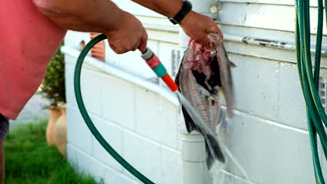 Caucasian-male-rinsing-off-gutted-Black-Bream-with-hose