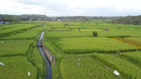 Vastos-Campos-De-Arroz-Balinés-Que-Se-Extienden-Hasta-El-Horizonte-En-Indonesia---Sobrevuelo-De-Ascenso-Aéreo