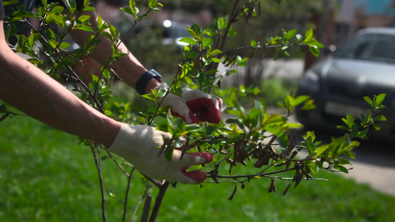 Gloved hands carefully trim a healthy green shrub outdoors in bright sunlight, with leafy branches in the foreground and a softly blurred garden background