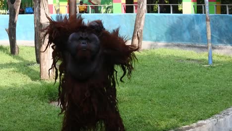 an orang utan stands acting cute in front of the fence dividing its cage at semarang zoo, central java, indonesia