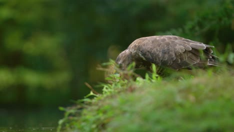 Low-close-static-shot-of-a-buzzard-standing-on-the-grassy-bank-of-a-pond-looking-and-searching-with-dapple-light-filtering-through-the-trees