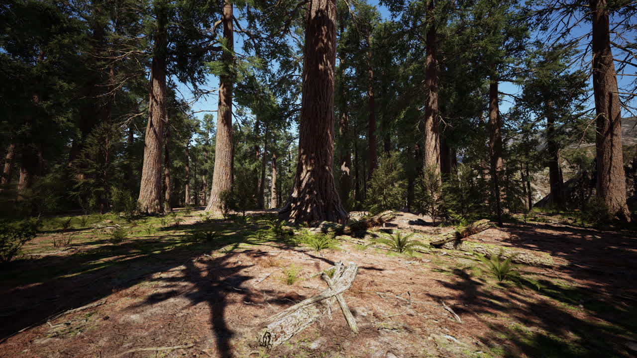 Sequoie giganti nella Giant Forest Grove nel Parco Nazionale di Sequoia