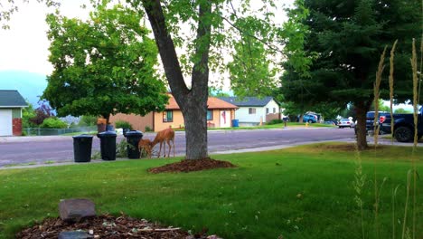 wide shot of mother whitetail deer and fawn eating tree branches on residential sidewalk