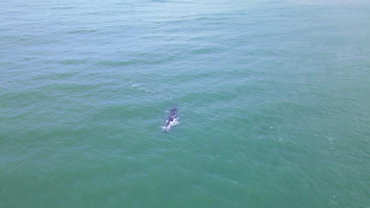 해변 해안에 도달하고 떠오르는 참고래
