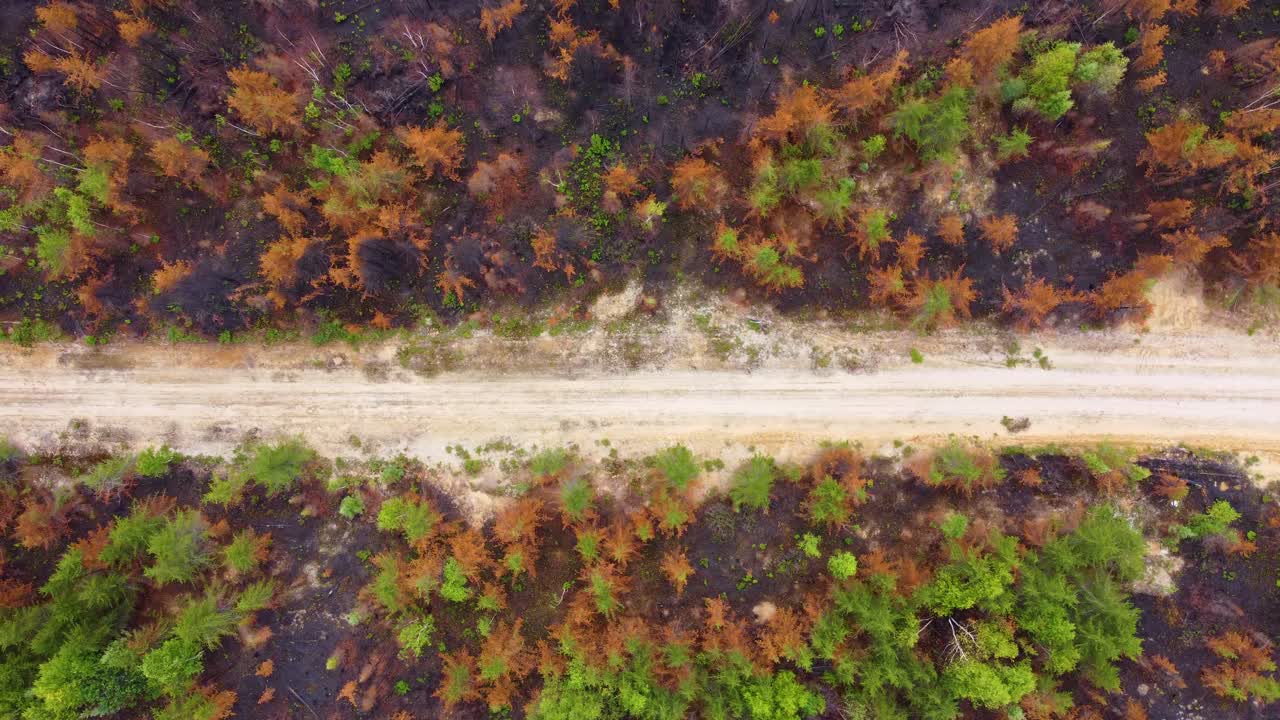 Overhead View Of Empty Dirt Road Amidst Burned Pine Trees During Wildfire Near Lebel-sur-Qu&eacute;villon, Quebec Canada