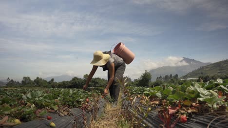 Mujer-Cosechando-Fresas-En-El-Huerto-De-La-Montaña