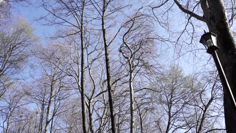 Bäume-Mit-Blattlosen-Ästen-Auf-Hellem-Himmelshintergrund-In-Einem-Ruhigen-Park-An-Einem-Sonnigen-Frühlingstag,-Neigungsaufnahme