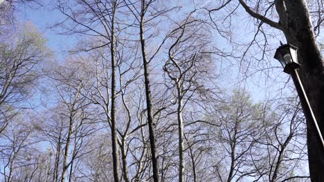 trees with leafless branches on bright sky background in quiet park on a sunny spring day, tilt shot