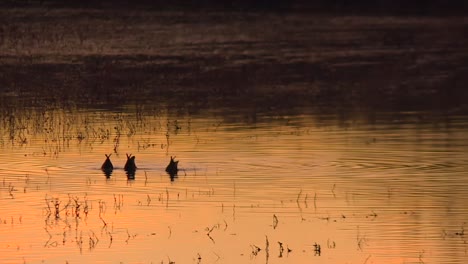 Bosque-Del-Apache,-Socorro-County,-New-Mexico,-United-States---Sandhill-Cranes-Foraging-in-the-Wetlands-at-Sunset---Static-Shot