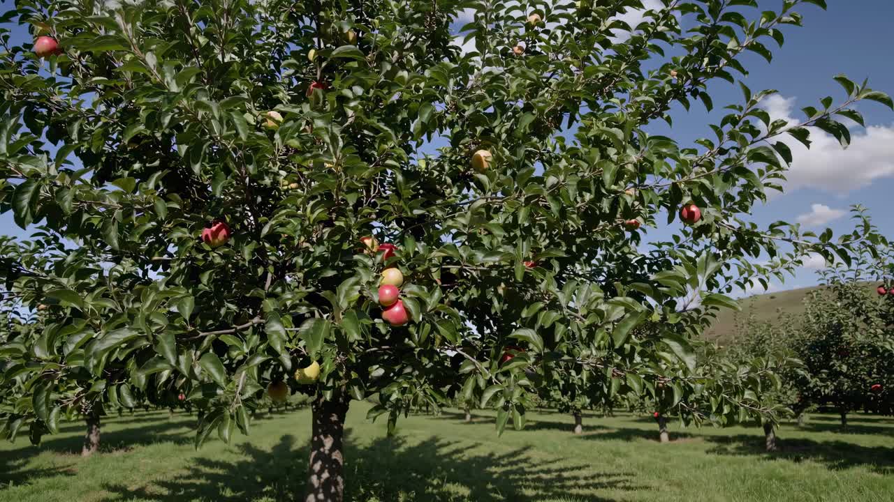 Video grandangolare di un meleto, che mostra alberi rigogliosi e verdi sotto un cielo azzurro e limpido
