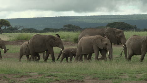 Afrikanische-Elefantenfamilie-Mit-Kleinem-Kalb,-Die-Durch-Das-Grasland-Schlendert,-Amboseli-N