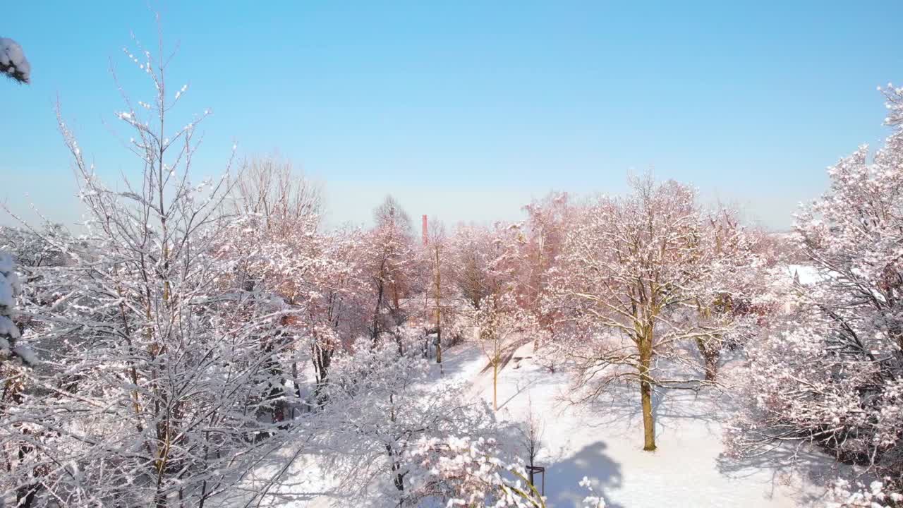 오스트리아의 이한 나라의 눈 인 숲의 공중 촬영, 낮은 비행 hd