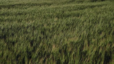 Trigo-Verde-Que-Crece-En-El-Campo,-Textura-De-Fondo-De-Primer-Plano-Con-Espacio-De-Copia