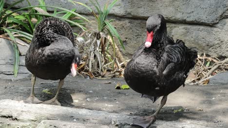 two black swans