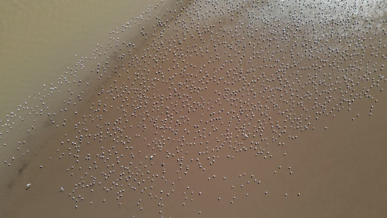 una bandada de pájaros blancos en una playa de arena disparada por un dron