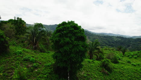 Hacia-Adelante-Volar-Por-Encima-De-La-Naturaleza-Tropical-Salvaje