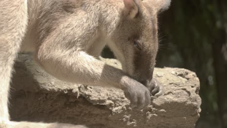 cute australian wallaby is itchy and uses hands in face