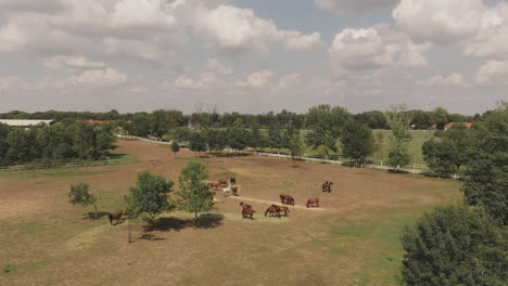 horses grazing in a farm pasture