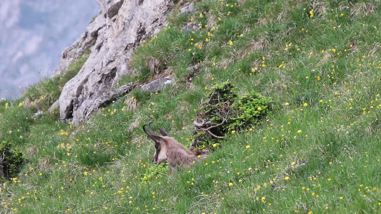 Camoscio seduto nell'erba che guarda giù verso la valle nelle Alpi austriache