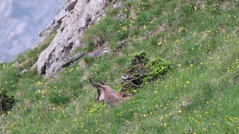 chamois sitting in the grass and looking down to the valley in the austrian alps