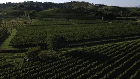 Eine-Schöne-Aussicht-Auf-Die-Weinberge-Sloweniens