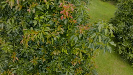 Drone-approaching-an-avocado-trees-with-many-fruits-in-organic-and-sustainable-farms