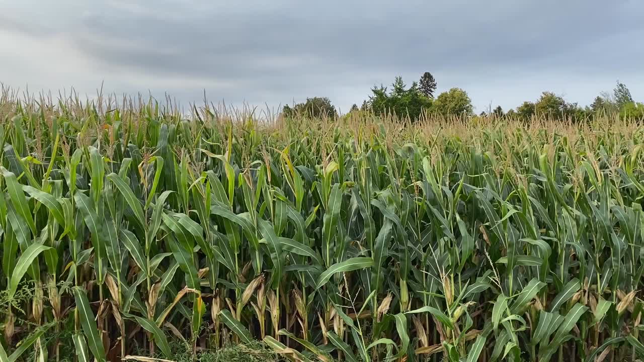 Fully grown corn field blowing in the wind at end of summer
