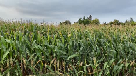 fully grown corn field blowing in the wind at end of summer