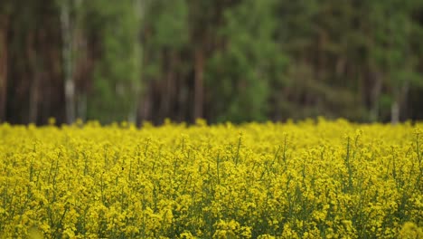 Blütezeit-Des-Gelben-Rapses,-Sanfte-Brise-Auf-Dem-Bauernhof